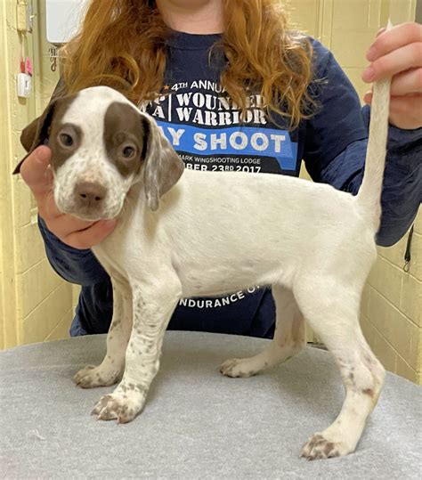 English Pointer Puppies for Sale - Warriors Mark Wingshooting Lodge and Kennels