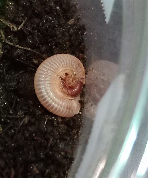 A molting scarlet millipede!... - Twin Cities Reptiles, Inc