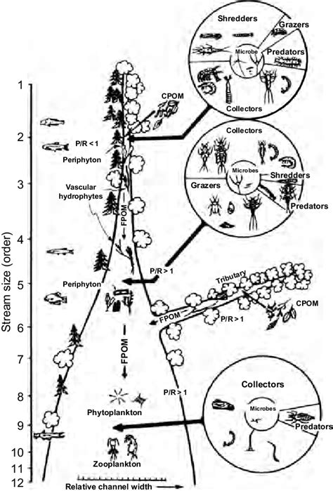 Diagram illustrating the River Continuum Concept, predicting changes in... | Download Scientific ...