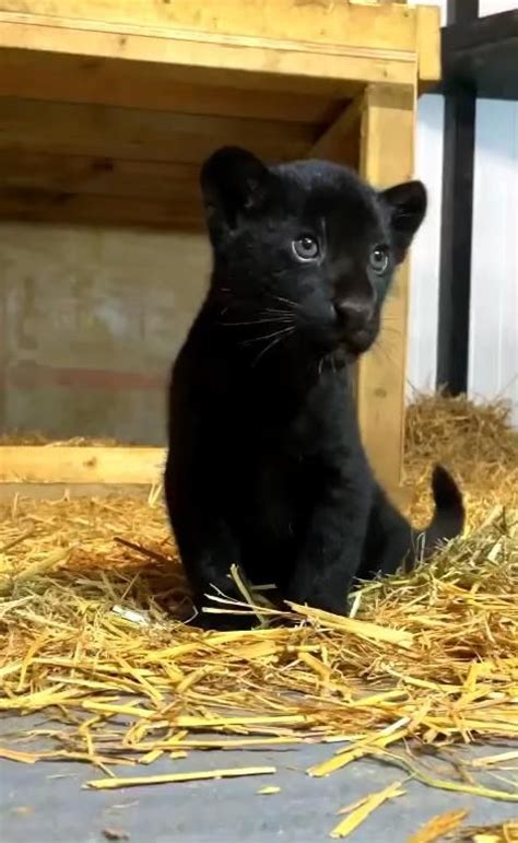 Baby black panther – Artofit