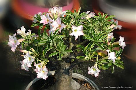 Artificial Flowers and Arrangements For Sale and Order: ADENIUM FLOWERS