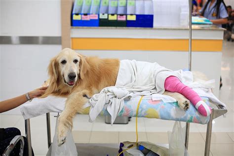 Dog Got Hit by Car Can't Afford Vet: How to Get Help for Your Injured ...