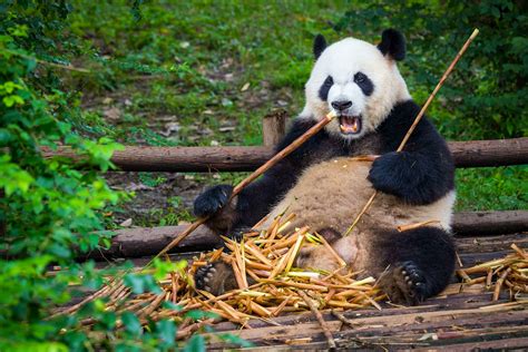 Where to see pandas in China as it plans for a Giant Panda National ...