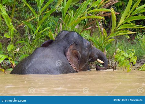 Pygmy elephant stock photo. Image of elephas, animal - 24313432