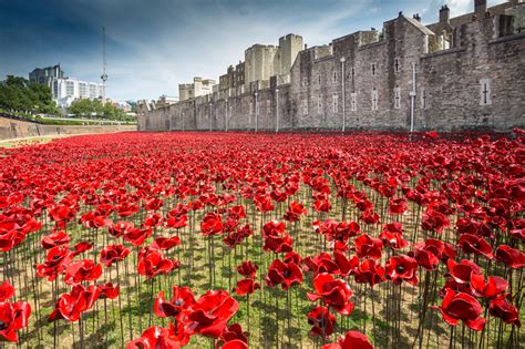 888,246 ceramic poppies infill the tower of london for remembrance day