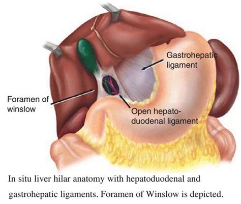 Image result for omental foramen | Liver anatomy, Anatomy, Beauty