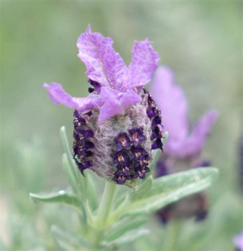 Bees on lavender – Cats and Trails and Garden Tales