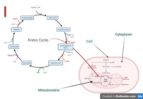 Krebs Cycle / Citric Acid Cycle / TCA Cycle- Definition, Steps ...