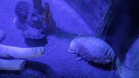 What is the truth actually? Can giant Isopods be kept as pets? some ...