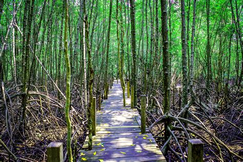 Mangrove Trees In Thailand Free Stock Photo - Public Domain Pictures