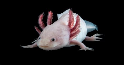 The Smiling Axolotl Hides a Secret: A Giant Genome - The New York Times