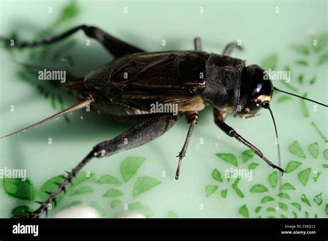 Cricket pet china hi-res stock photography and images - Alamy