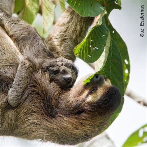 What Do Sloths Eat? Sloth Diet, Food, and Digestion - SloCo