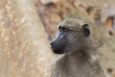 Baboon face stock image. Image of brown, pink, nose, mandrillus - 20556951