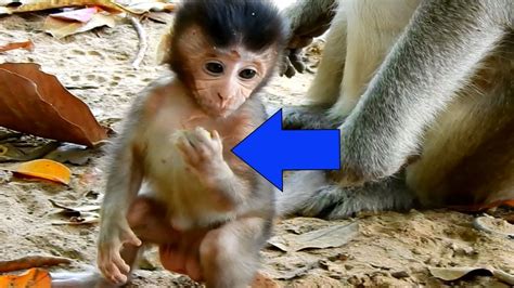 Amazing Baby Ginger Monkey Acting | Love This baby So Much| Eating, Playing and Showing - YouTube