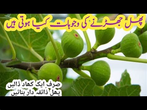 Best fertilizer for Anjeer plant,care and propagation. - YouTube