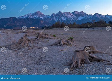 Tree Stump in Dry Lake Forggensee after Sunset with a View To Fuessen Stock Photo - Image of ...