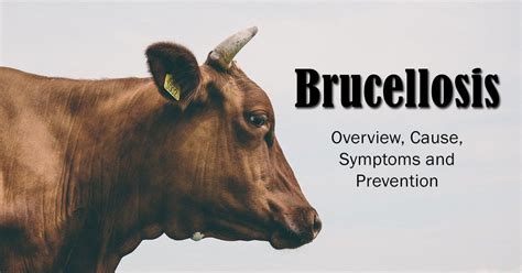 Brucellosis – Overview, Cause, Symptoms and Prevention | I Love Veterinary