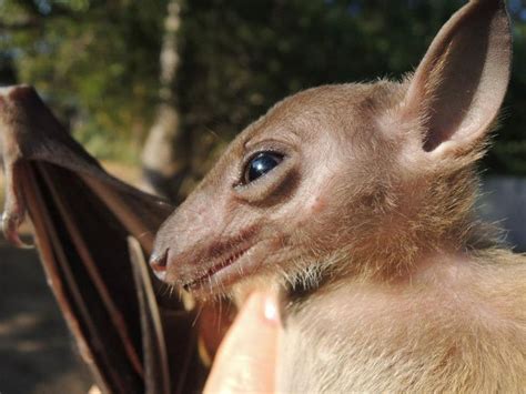 7 best Bats of Africa images on Pinterest | Bats, Fruit bat and Africa