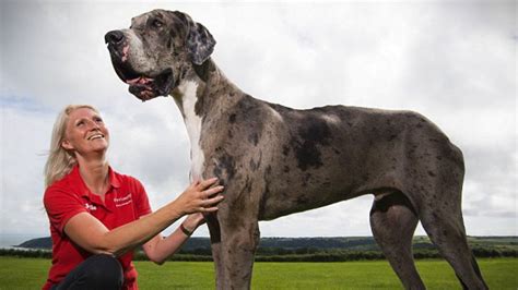 IS THIS THE WORLD’S TALLEST DOG? - YouTube