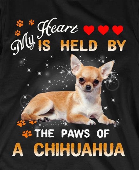 Pin by Thersa Cooper on Chihuahua | Chihuahua funny, Chihuahua dogs, Cute chihuahua