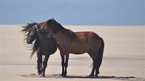 Petition · Saving the Sable Island Horses from Sable Island · Change.org