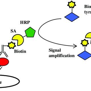 Schematic illustration of ELISA antibody microarray assay with ...