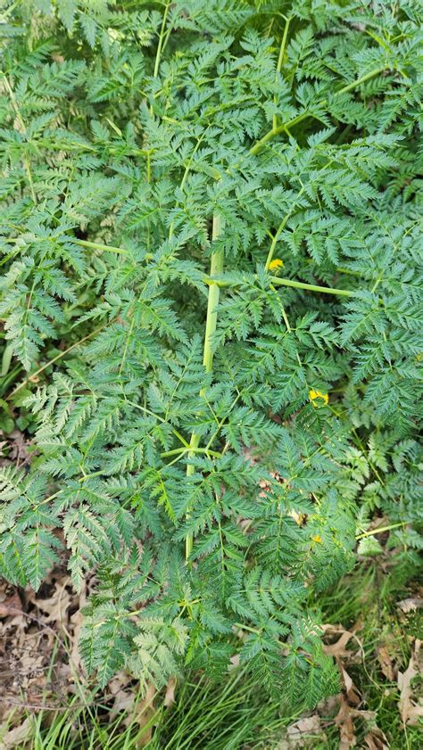 Plant identification please, in zone 5b central Ohio : r/vegetablegardening