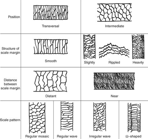 Hair identification key of wild and domestic ungulates from southern Europe