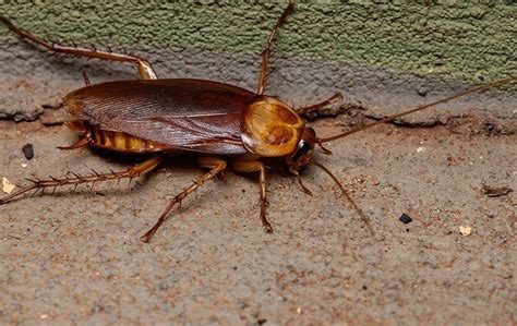 Roach Removal 101: What It Takes To Eliminate An Infestation In Your ...