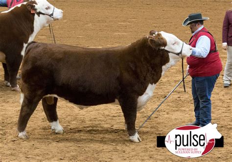 FWSS – Open Polled Hereford Bulls – Sullivan Supply, Inc.