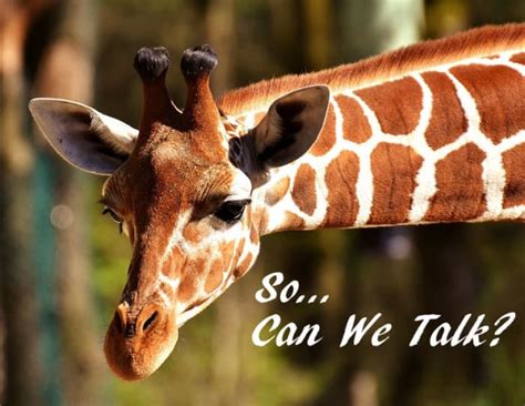 12 Sounds Giraffes Make - Owlcation