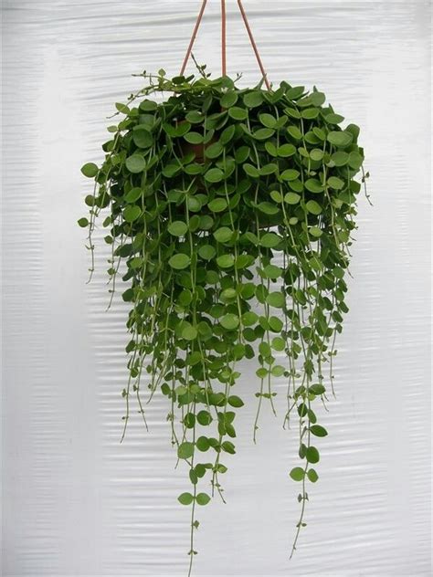 Dischidia nummularia | Hanging plants indoor, Hanging plants, Planting flowers