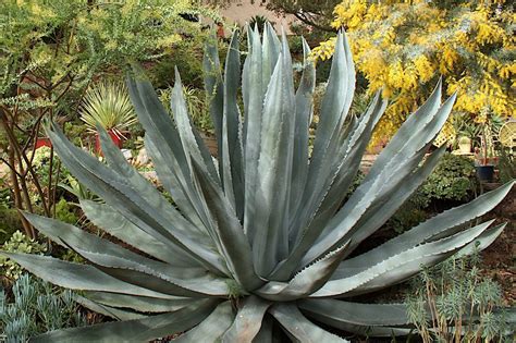 Agave americana | Agaves, Agave, Succulent landscaping