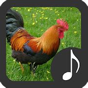 Rooster Sounds - Apps on Google Play