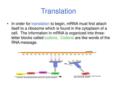 PPT - DNA Transcription & Translation PowerPoint Presentation, free ...