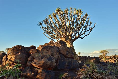 10 Endangered Species of Trees - WorldAtlas