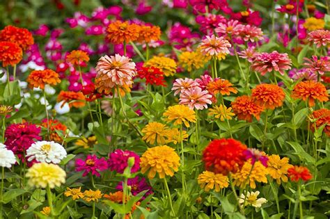 A Guide to the Different Types of Zinnias | Gardener’s Path