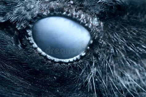 Raven Eye Close-up, Macro, Eye of Hooded Crow. Toned Stock Photo - Image of close, corvus: 147909558