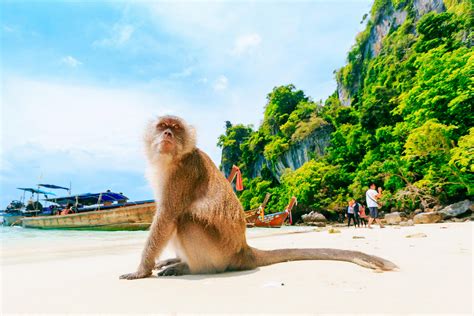 Monkey Beach, Phi Phi: How To Reach, Best Time & Tips