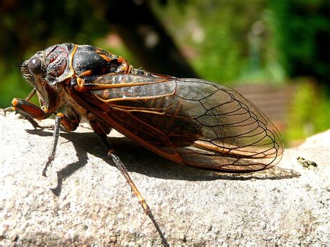 17 Year Cicada Brood Will Bloom in Mid-May in Ohio, Pennsylvania, and ...