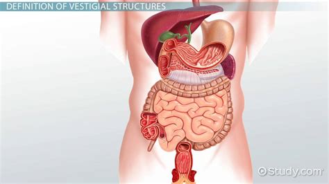 Vestigial Structures: Definition & Examples - Video & Lesson Transcript | Study.com