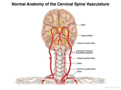 Normal Anatomy of the Cervical Spine Vasculature