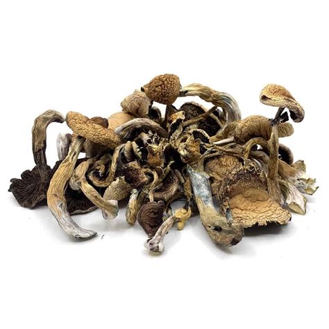 Buy Magic Mushrooms Online Canada | Shrooms Delivery