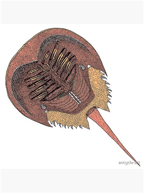 "Xiphosura Horseshoe Crab | Living Fossil | Oceanography Zoology | Natural History Illustration ...