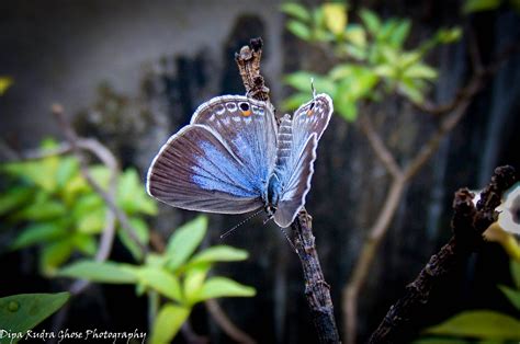 a blue butterfly sitting on top of a plant