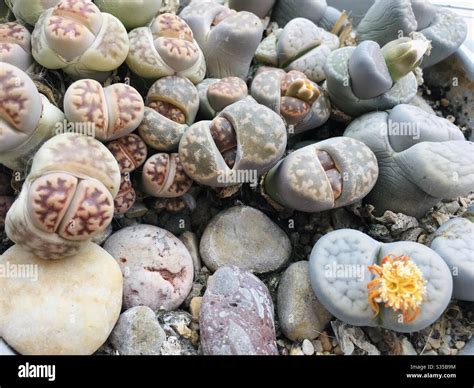 Living stone plants Stock Photo - Alamy