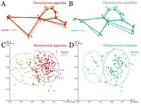 Giant ants and their shape: revealing relationships in the genus ...