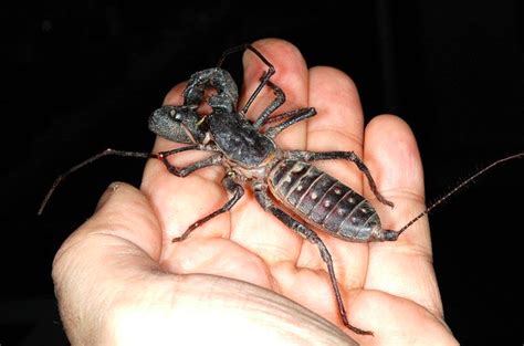 6 Extremely Scary Bugs That Are Actually Harmless (With Photos) - Owlcation