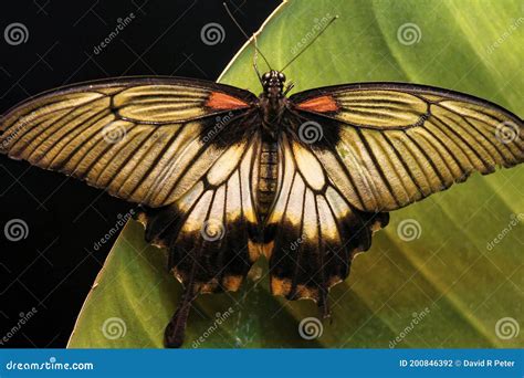 Swallowtail Butterfly in the National Garden Stock Photo - Image of ...